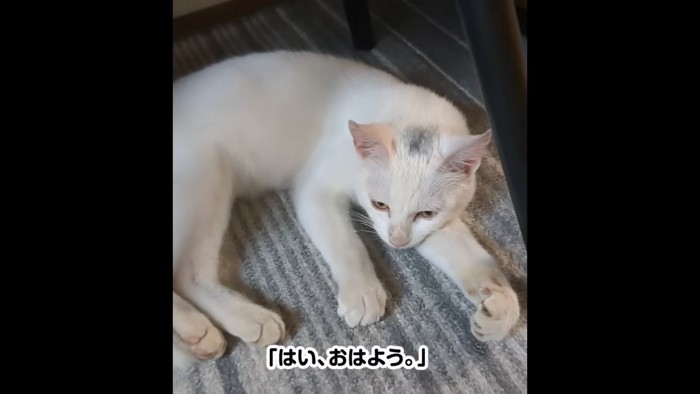 寝そべる猫