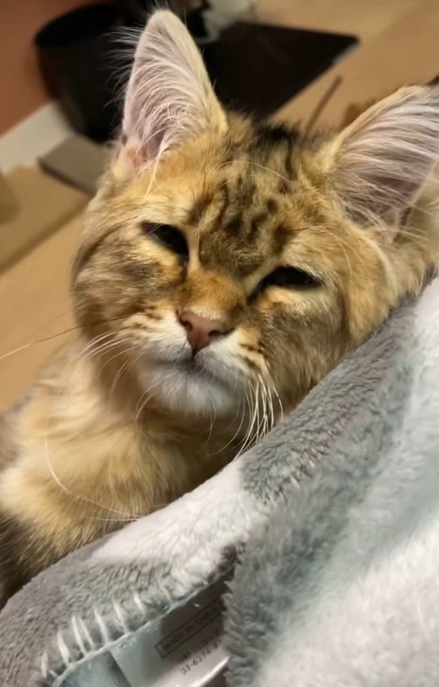 しょぼしょぼした顔の猫2