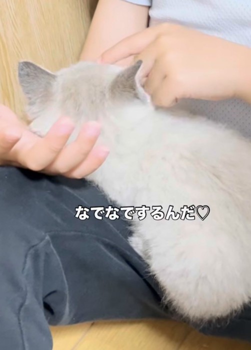 「なでなでするんだ」のテロップ写真