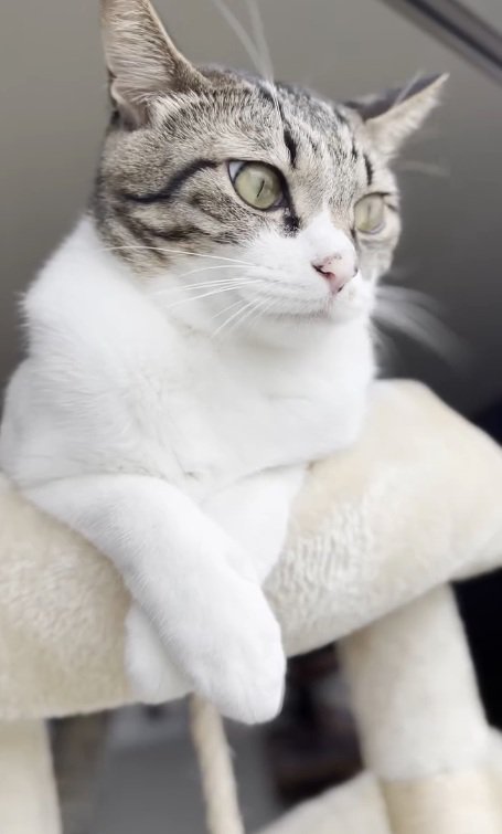 外を見るメルくん