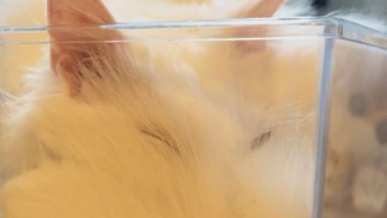 ケースの中に入っている猫