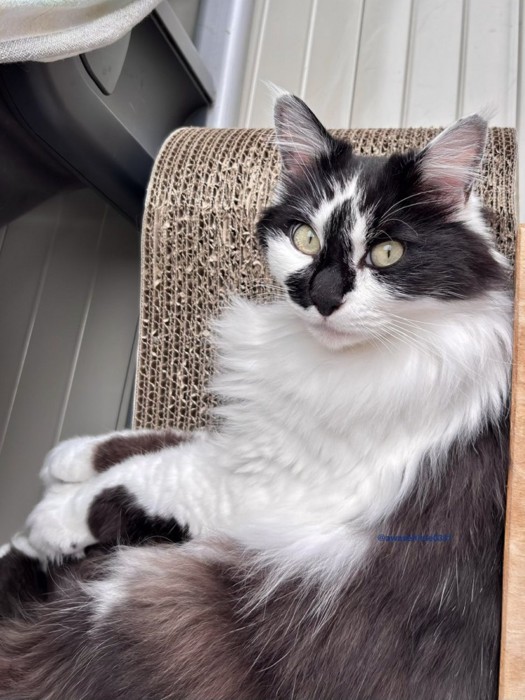 飼い主の隣にある爪とぎベッドに座りに来た猫