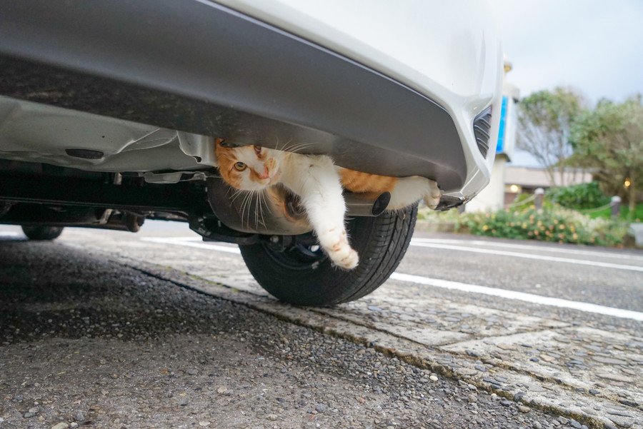 車の底部に潜った猫