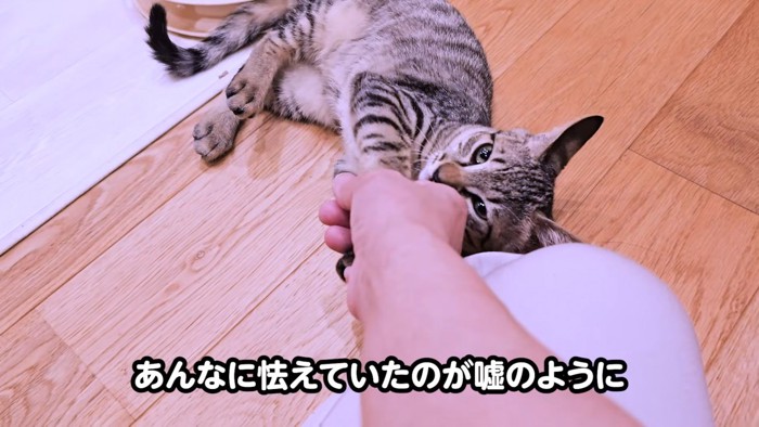 人の手に甘える子猫