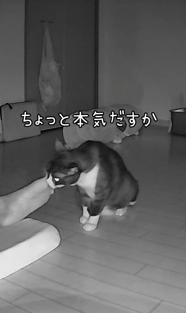 人の足に噛みつく猫