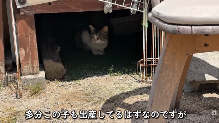 テロップ「多分この子も～」