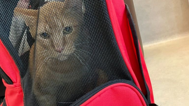 ケージの中にいる猫