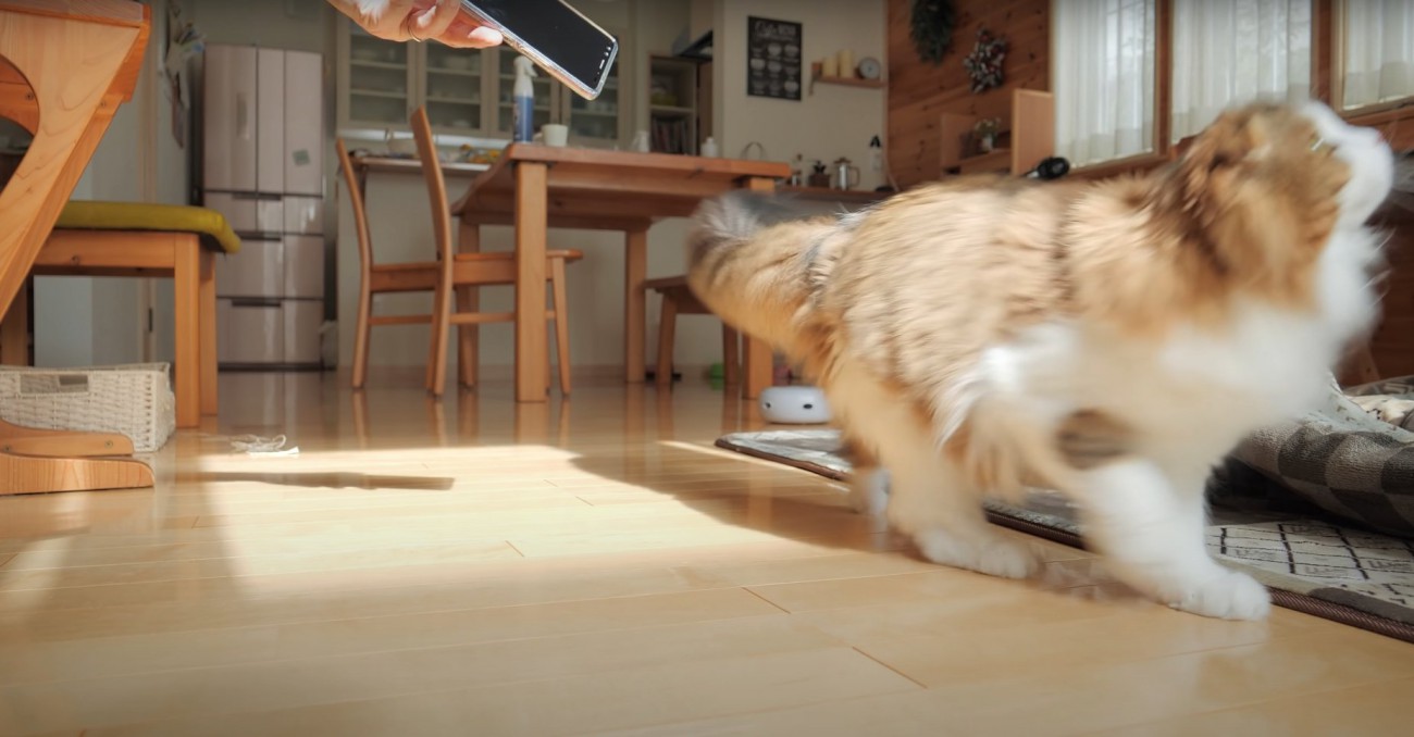 何かを追いかけて顔がブレている猫