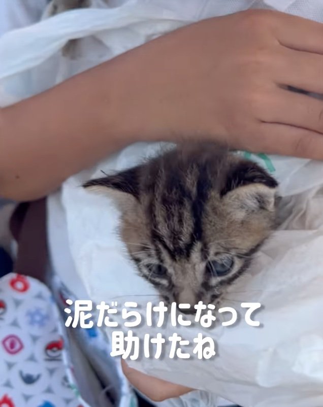 息子さんが子猫を保護