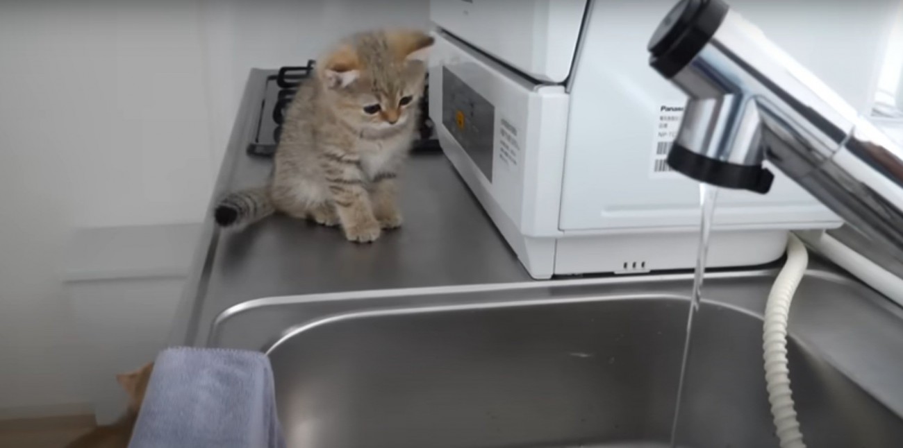 のぞき込む子猫