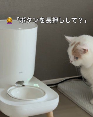 給餌器の説明を受ける猫