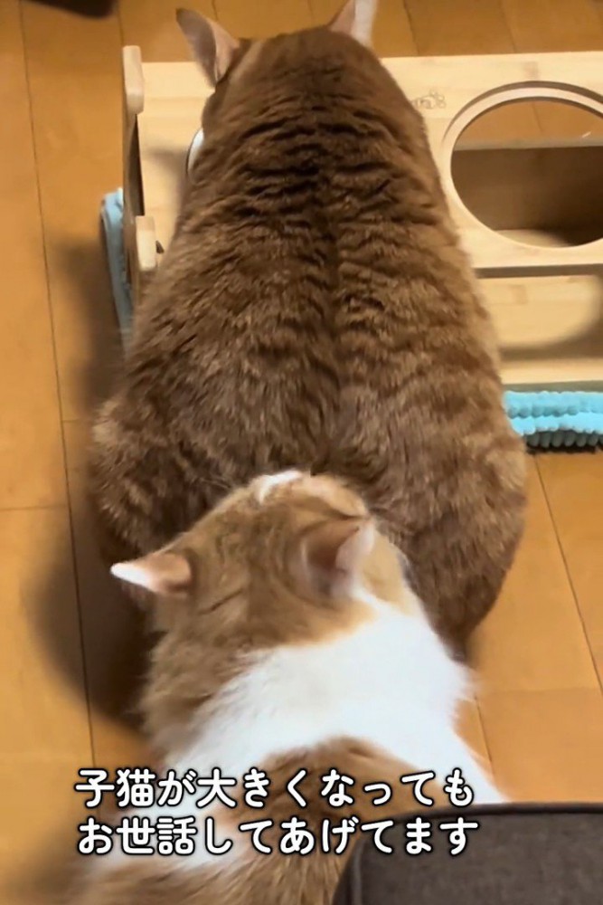 茶トラ猫の後ろにいる茶白猫