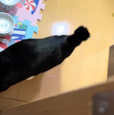 猫の胴体から下部分