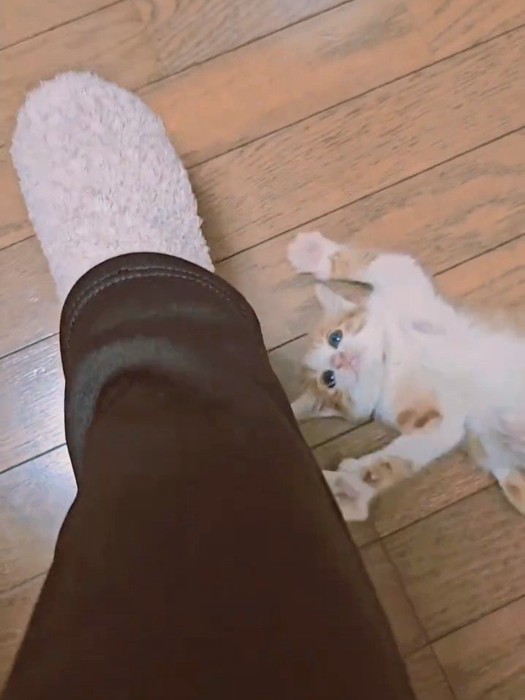 仰向けで遊ぶ子猫