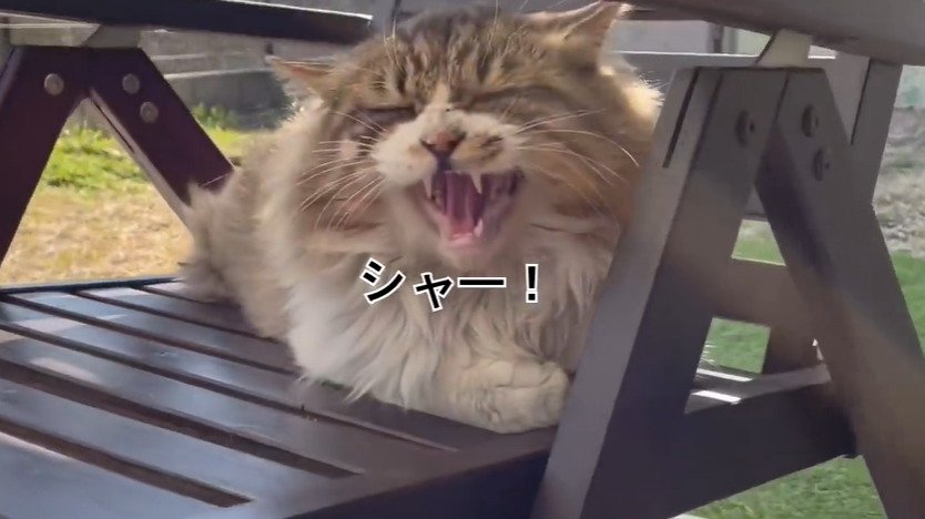 威嚇する猫