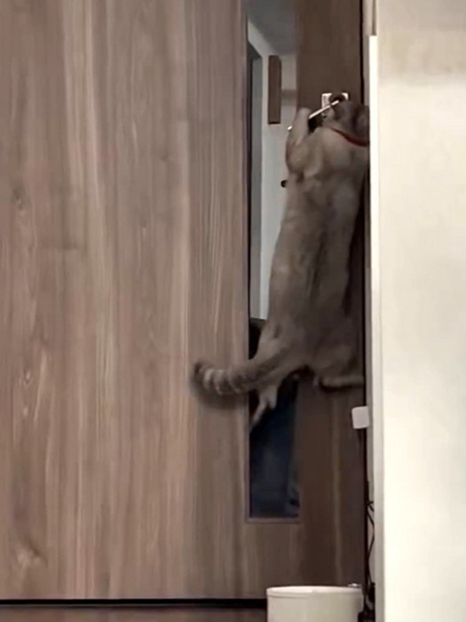 足で踏ん張ってドアノブを傾けようとする猫の姿