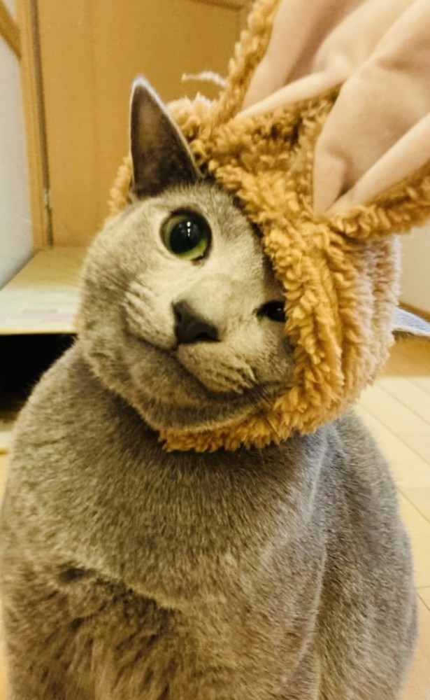 うさぎの被り物を被って廊下に座るロシアンブルー