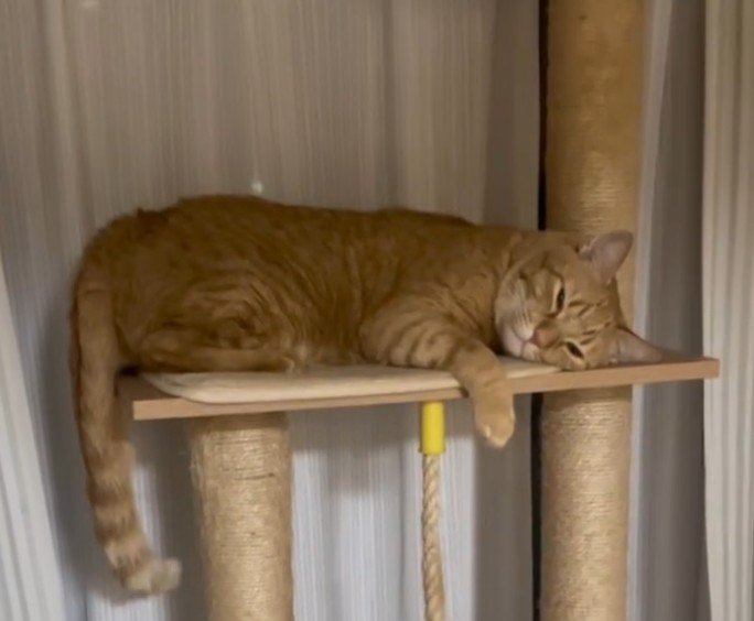 タワーで寝る猫