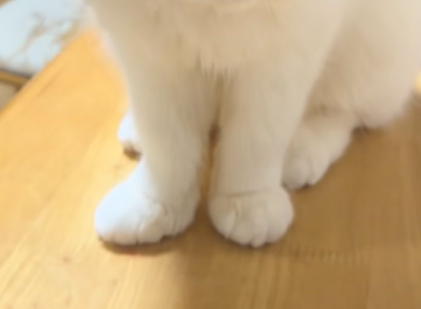 猫の足