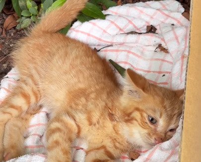 公園で横たわる猫