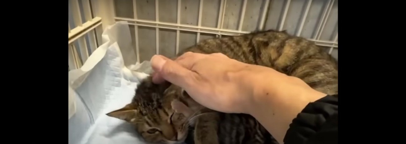 撫でられている母猫