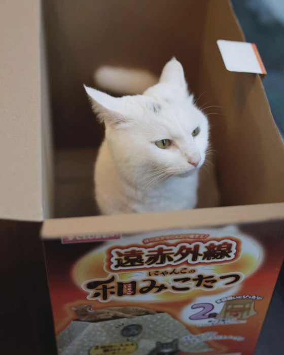 箱の中にいる猫