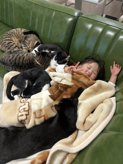 ソファで寝る女の子と猫たち