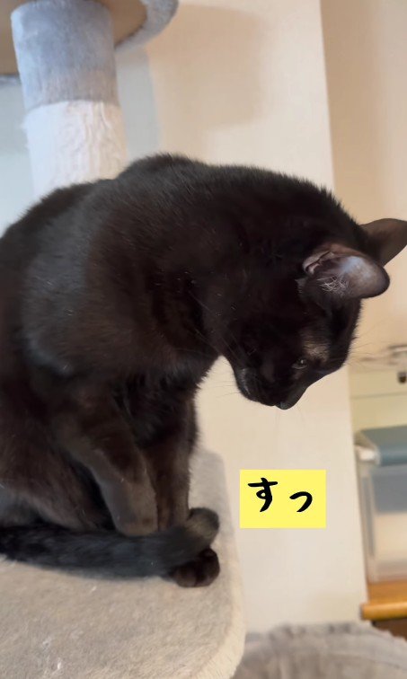 しっぽで爪を隠す黒猫