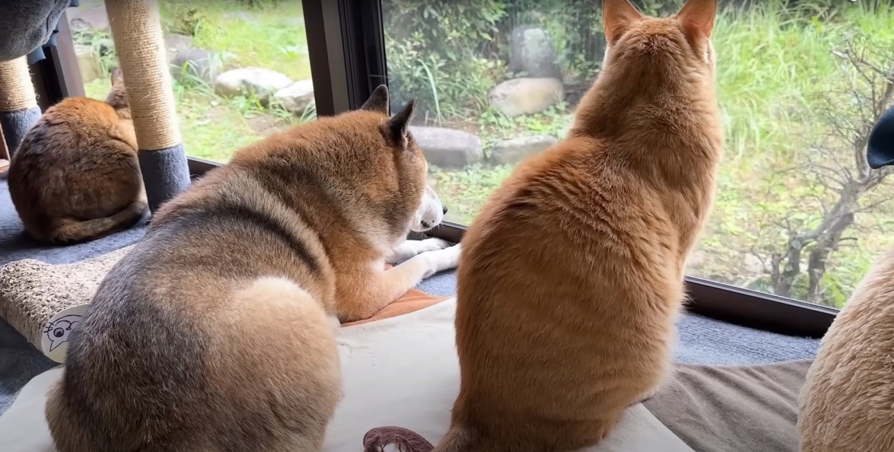 庭を眺める猫と犬