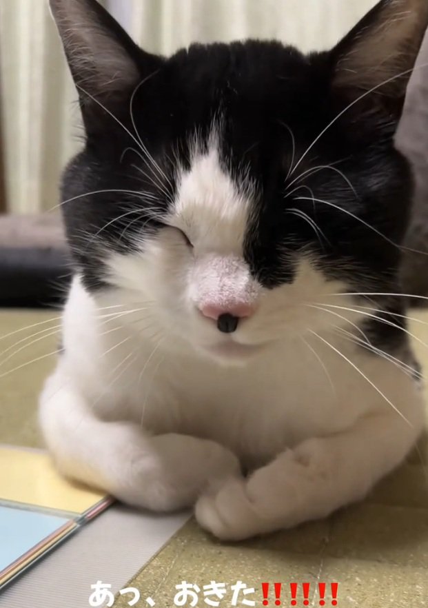 起きたトトくん