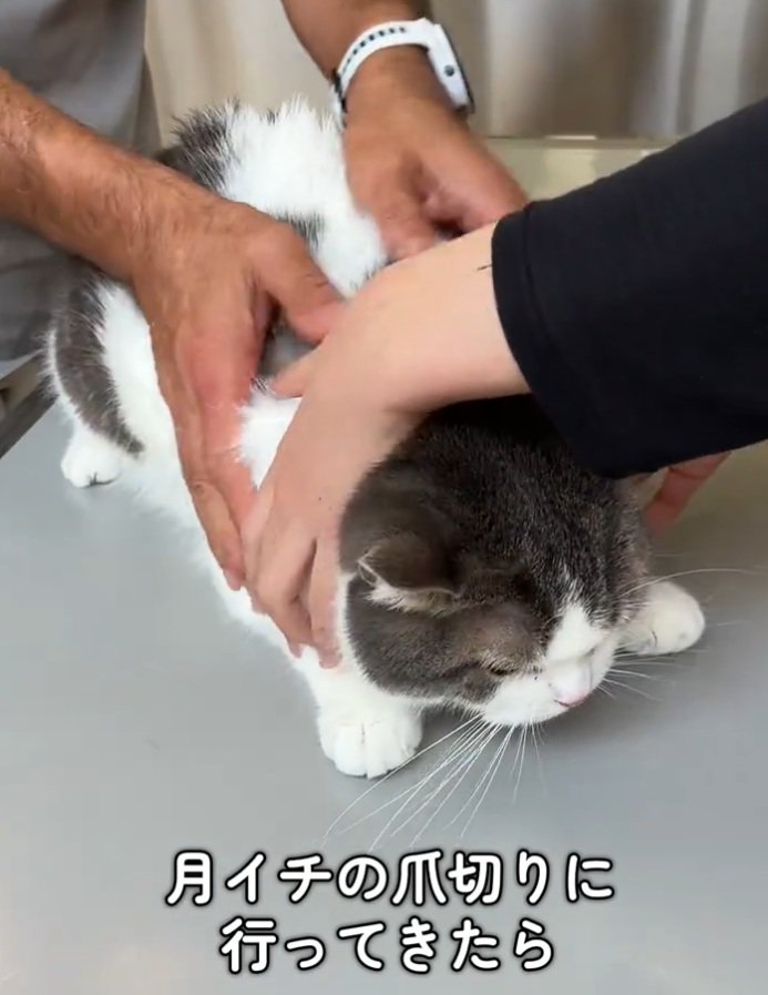 台に張り付く猫