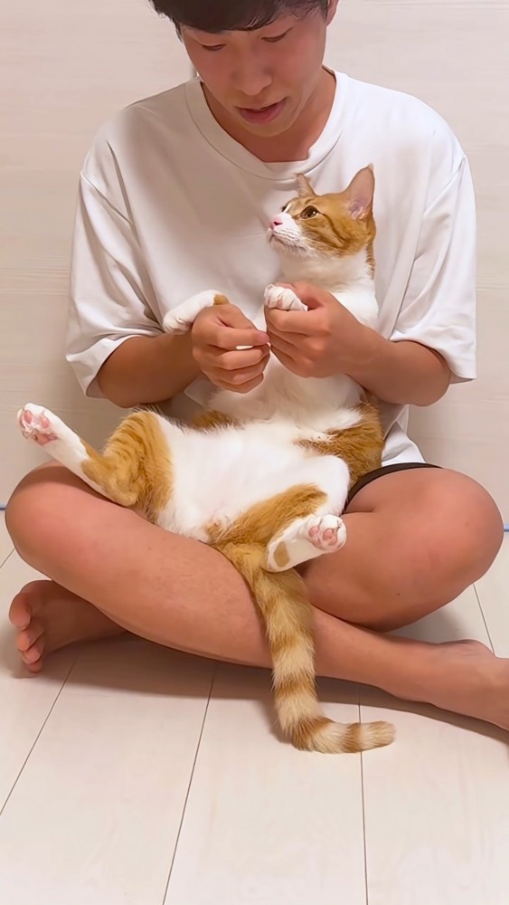 爪を切られる猫