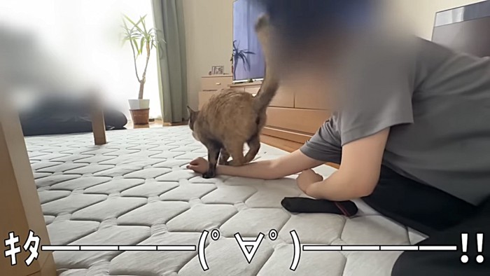 後ろ足で飼い主の腕をふみふみする猫