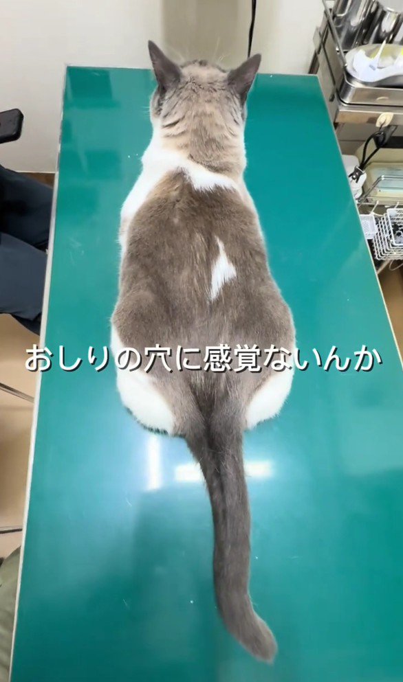 診察台にのっている猫