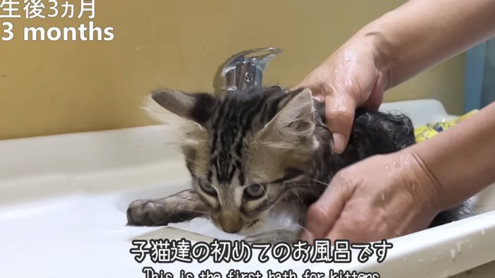 「子猫たちの初めてのお風呂です」のテロップ写真