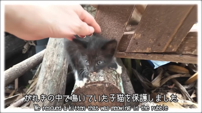 がれきの中にいる子猫