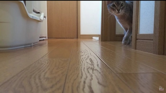 カメラ目線の猫