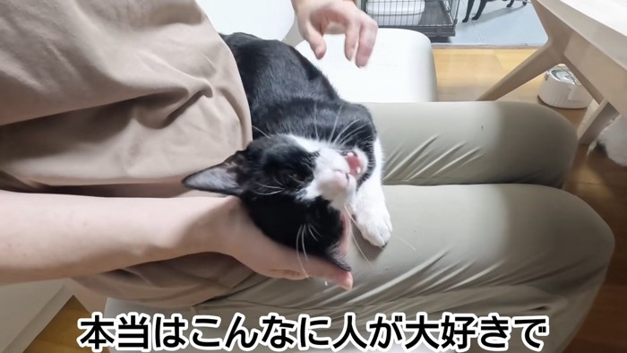 人の膝の上に乗って甘える猫