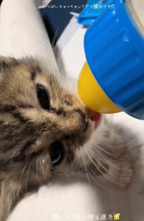 ミルクを飲む子猫の顔