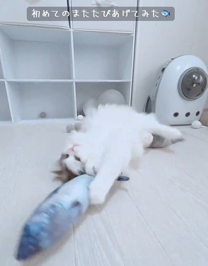 魚のおもちゃで遊ぶ猫