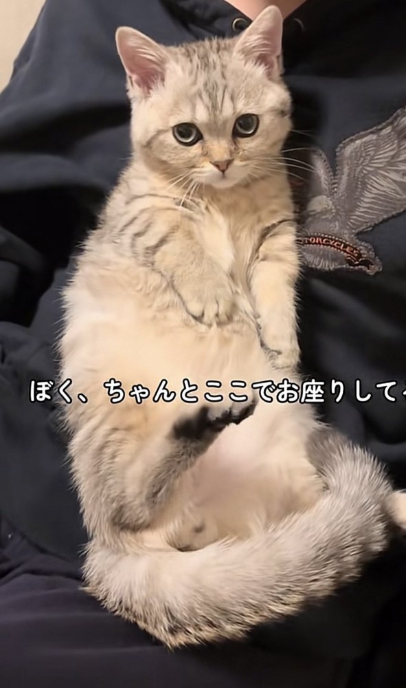 膝の上の猫の写真2
