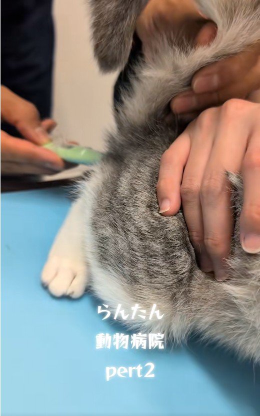 体温を測っている猫