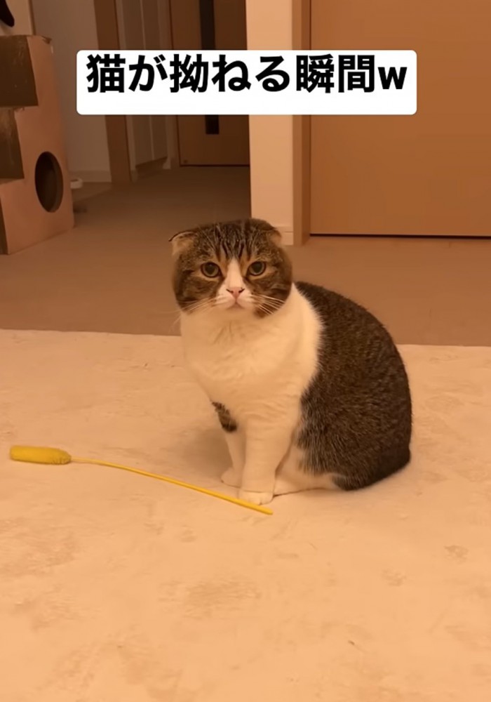 不満そうな猫