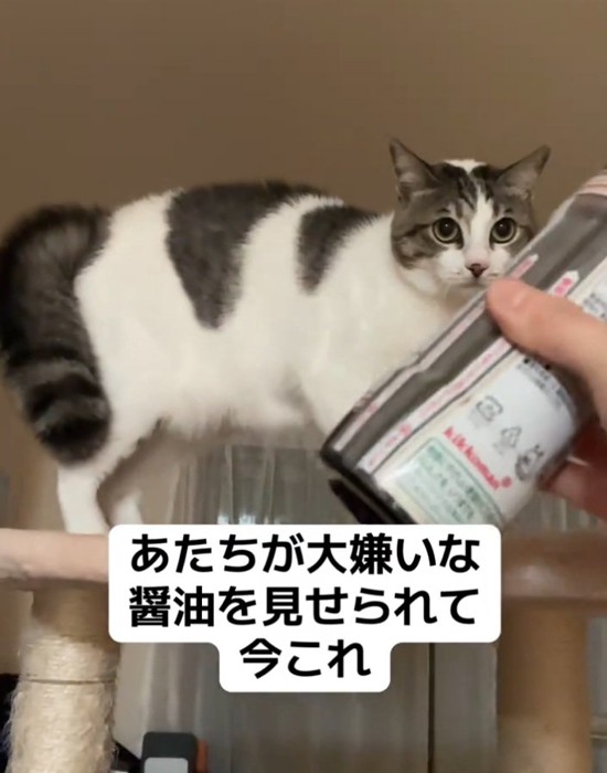 醤油を見る猫