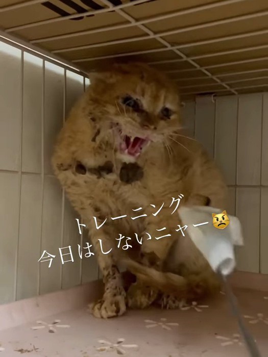 威嚇する猫