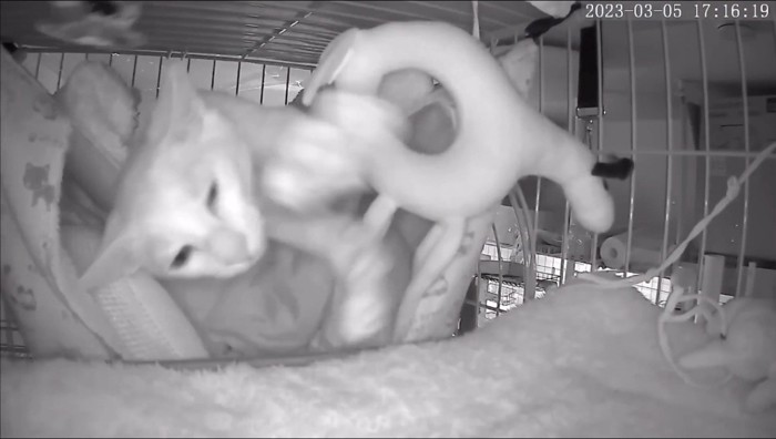 猫用ベッドでくつろぐ猫