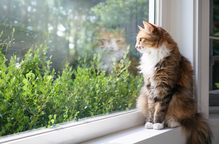 外を眺める猫