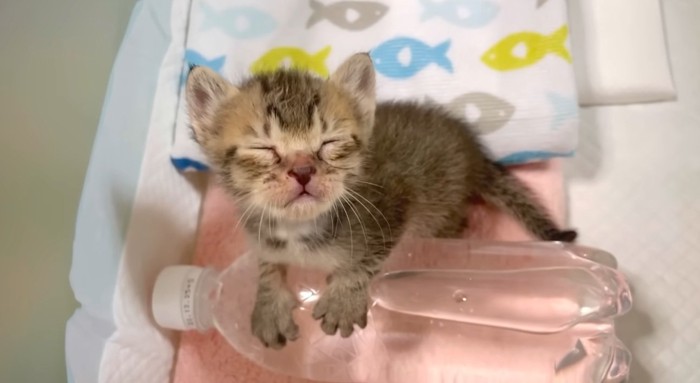 ペットボトルであたたまる子猫
