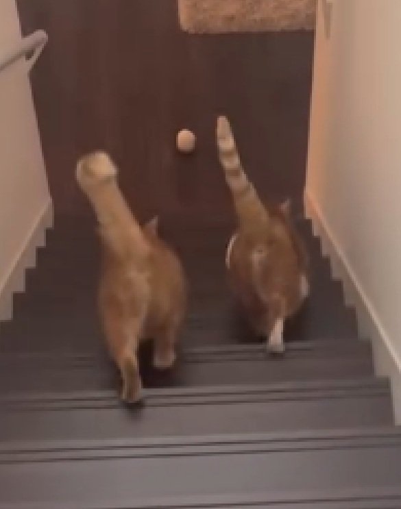 お腹を揺らす猫