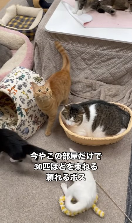 カゴの中で香箱座りをする猫